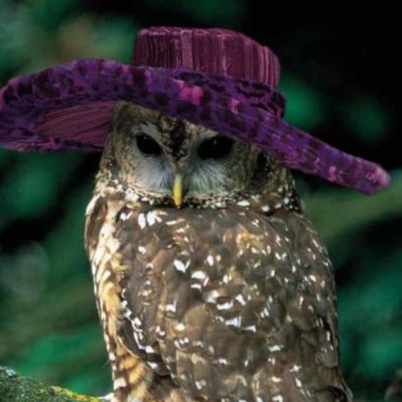 Meet your Posher, Lori - Picture 1 of 1